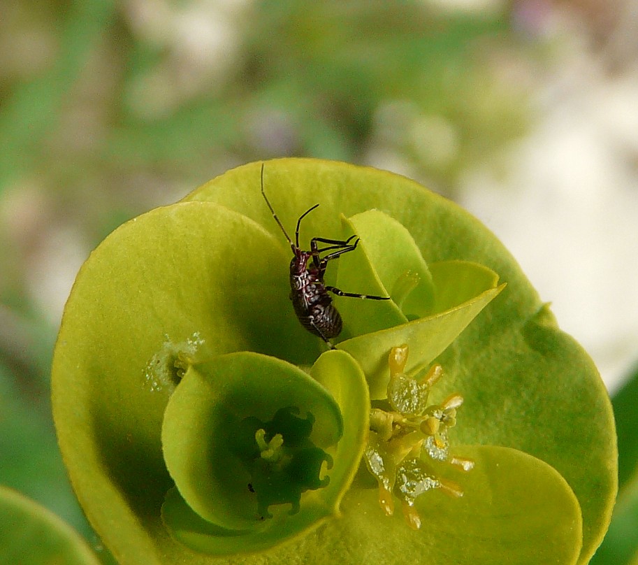 Tra le vecchie foto... neanide di Closterotomus cf. annulus